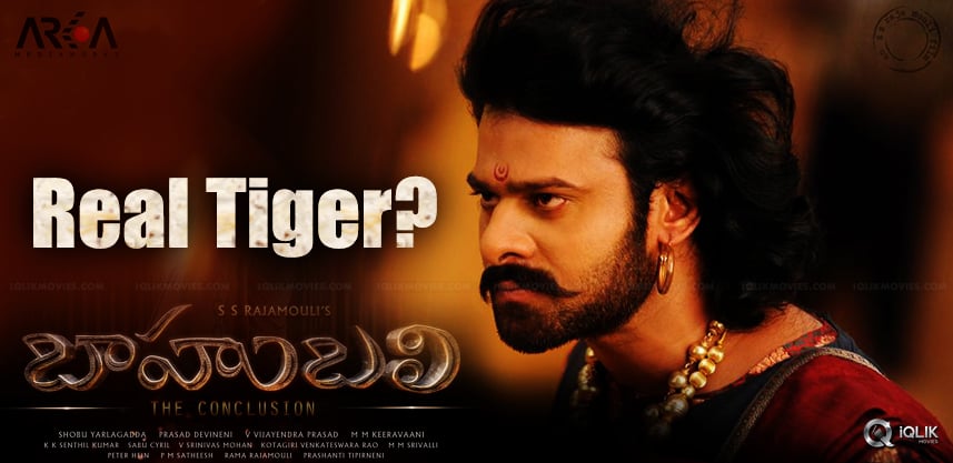 specualtions-about-real-tiger-in-baahubali-shoot